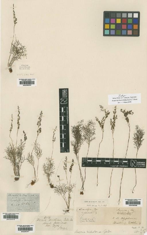 Anemia buniifolia (Gardner) T.Moore - BM000800438