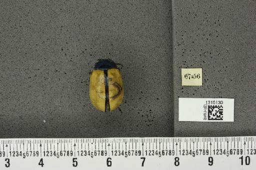 Leptinotarsa cacica Stål, 1858 - BMNHE_1315130_14895