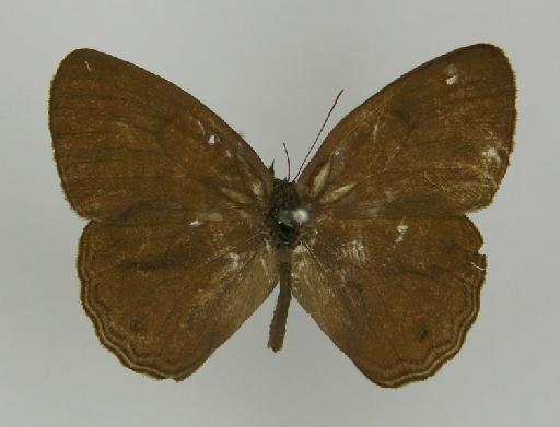 Euptychia eriphule Butler, 1867 - BMNH(E)_ 1204753_Yphthimoides_(Euptychia)_eriphule_Butler_T_male_ (2)