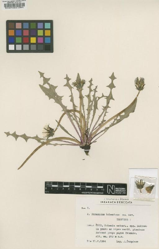 Taraxacum bohemicum Kirschner & Štěpánek - BM000052352