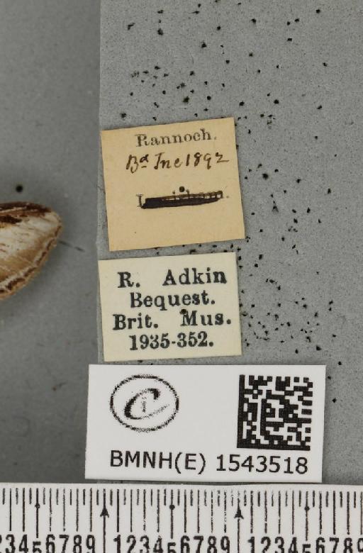 Pheosia tremula (Clerck, 1759) - BMNHE_1543518_label_245596