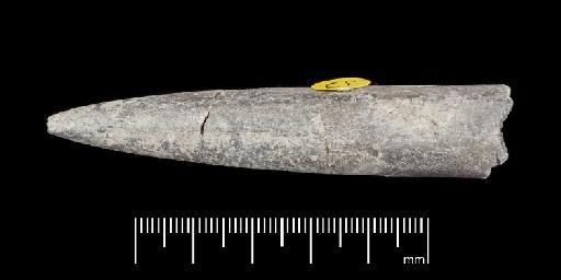 Acrocoelites (Odontobelus) tricissus (Janensch) - PI CC  940 - belemnite