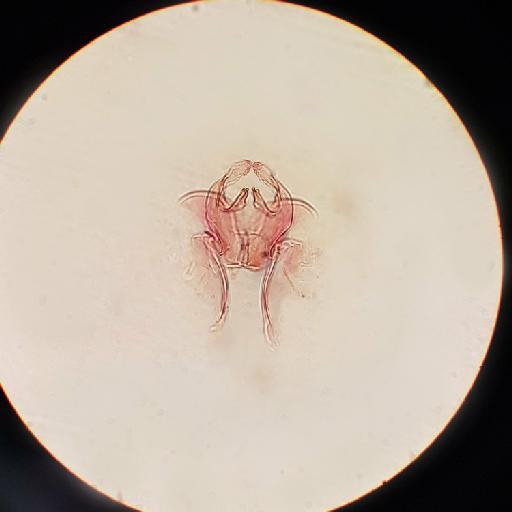 Culex jenseni De Meijere - 012816226_Culex_jenseni_phallosome_male_x32