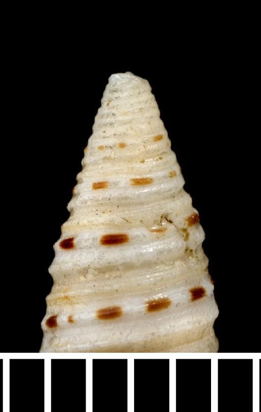 Pleurotoma astricta Reeve, 1843 - 1963806_protoconch