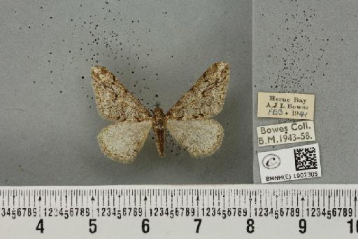 Agriopis leucophaearia (Denis & Schiffermüller, 1775) - BMNHE_1902305_462850