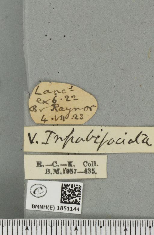 Abraxas grossulariata ab. lunulata Porritt, 1920 - BMNHE_1851144_label_414553