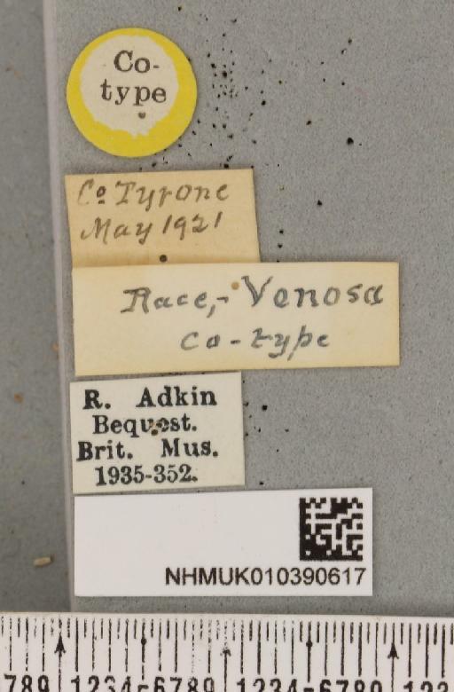 Diaphora mendica Adkin, 1922 - NHMUK_010390617_label_516753