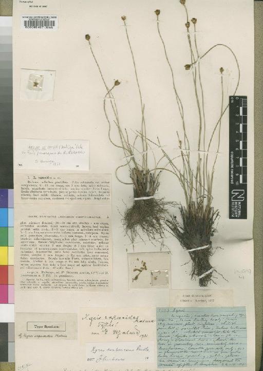 Xyris erubescens Rendle - BM000085497