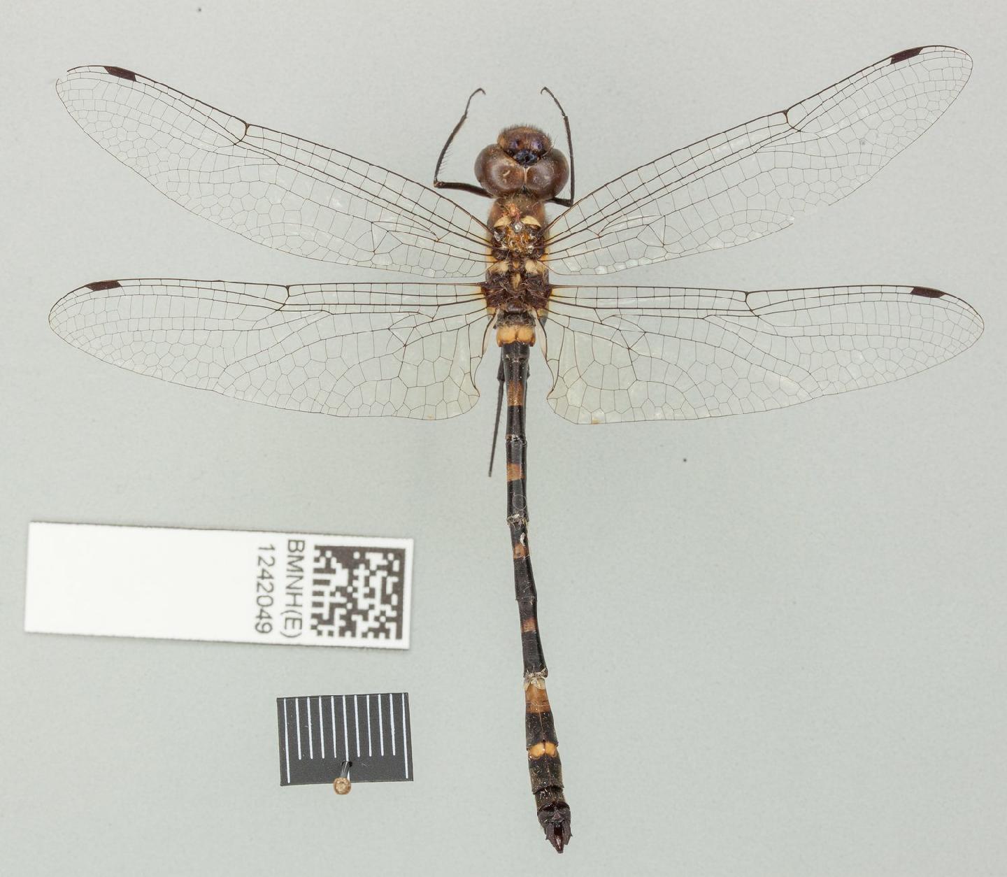 Macromia aculeata