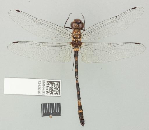 Macromia aculeata Fraser, 1927 - Macromia_aculeata-BMNHE_1242049-holotype-dorsal_habitus