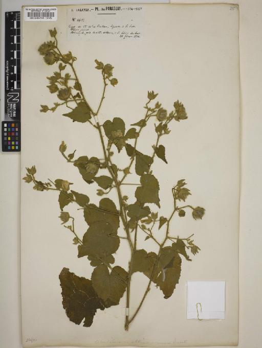 Abutilon pauciflorum - BM000545731