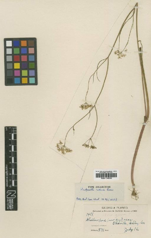 Ptilimnium nodosum (Rose) Mathias - BM001042868