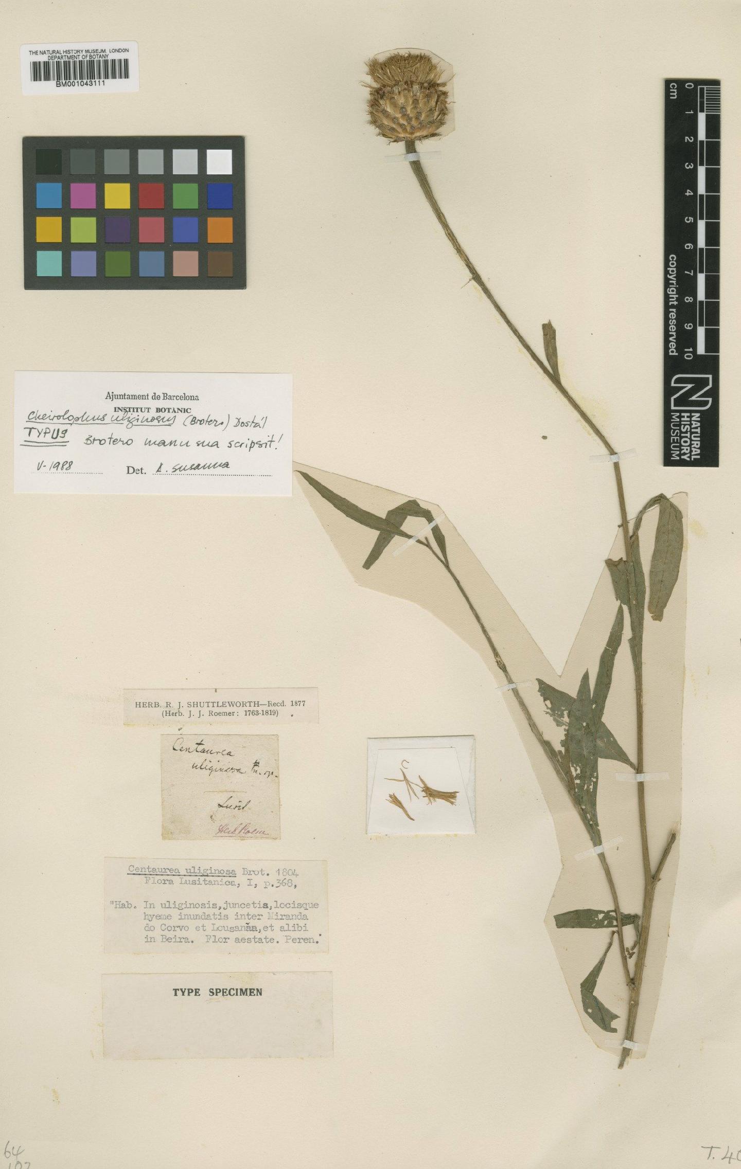 To NHMUK collection (Cheirolophus uliginosus (Brot.) Dostál; Type; NHMUK:ecatalogue:1985903)