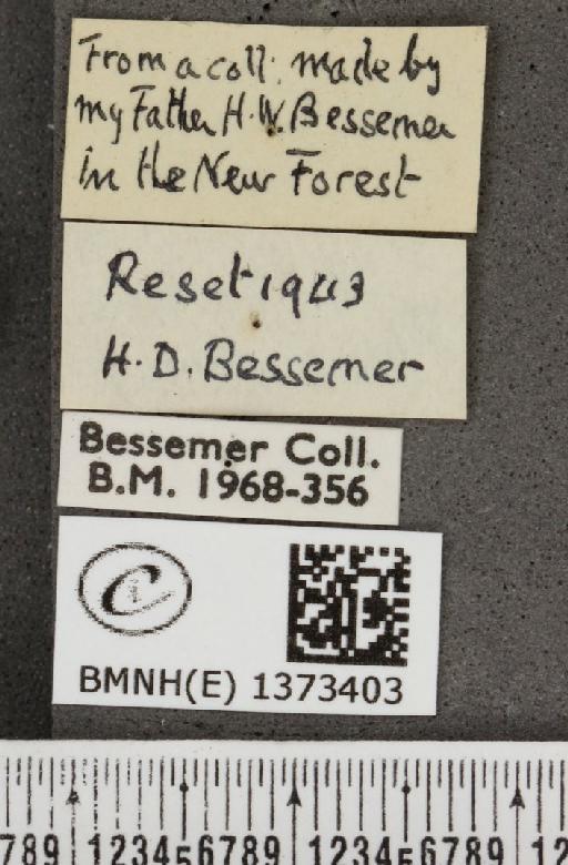 Cyaniris semiargus semiargus (Rottemburg, 1775) - BMNHE_1373403_label_167406