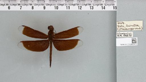 Neurothemis fluctuans (Fabricius, 1793) - 011252913_803581_1255805_2