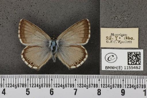 Lysandra coridon ab. ultrafowleri Bright & Leeds, 1938 - BMNHE_1155462_106730