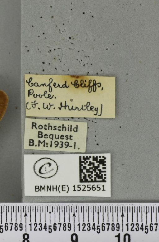 Macrothylacia rubi (Linnaeus, 1758) - BMNHE_1525651_label_196351