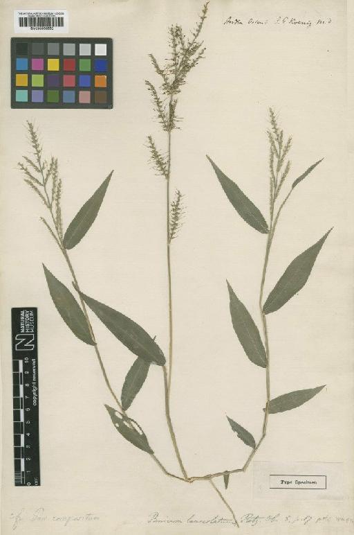 Oplismenus compositus (L.) P.Beauv. - BM000959550