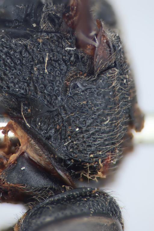 Zethus trimaculatus Cameron, P., 1904 - Zethus_trimaculatus_pronotum