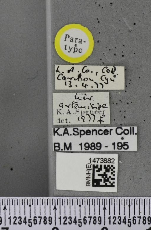 Liriomyza artemisiae Spencer, 1981 - BMNHE_1473882_label_49013