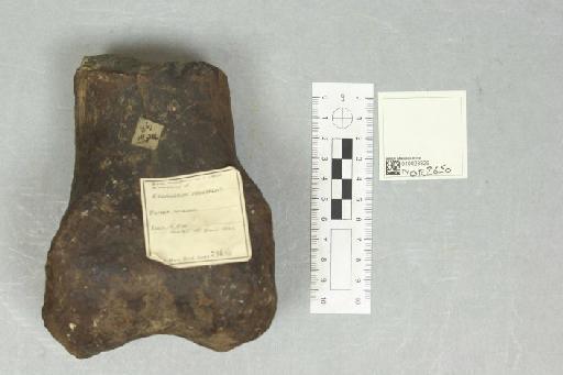 Iguanodon mantelli von Meyer, 1832 - 010023826_L010220947_(1)
