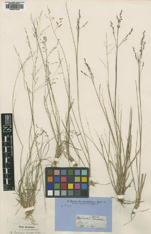 Panicum fulgidum Hughes - BM000795697