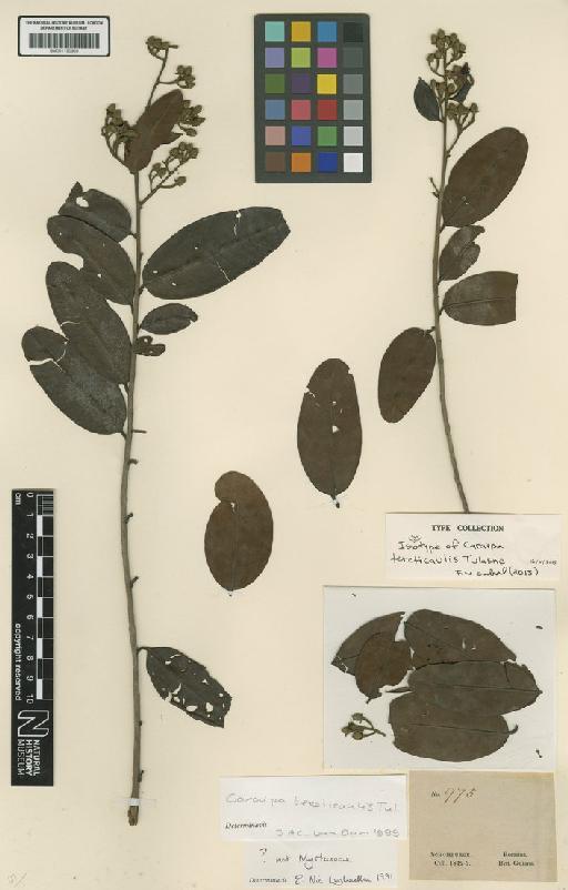 Caraipa tereticaulis Tul. - BM001190963