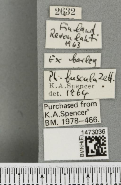 Chromatomyia fuscula (Zetterstedt, 1838) - BMNHE_1473036_label_48309