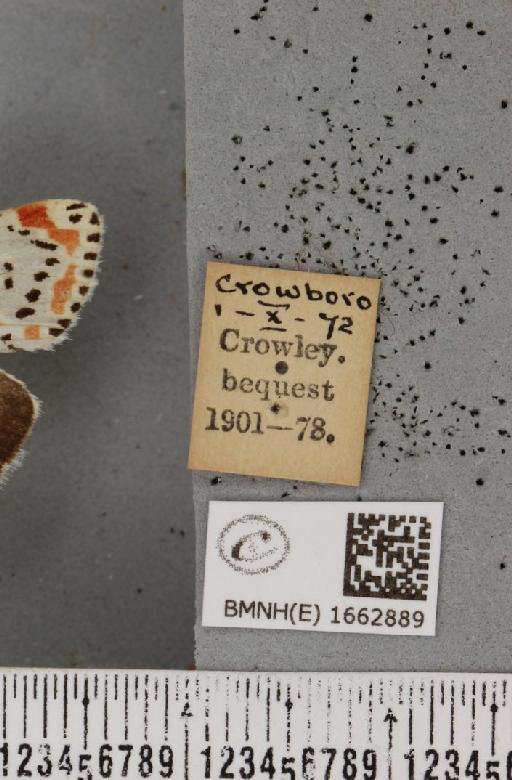 Utetheisa pulchella (Linnaeus, 1758) - BMNHE_1662889_label_283384