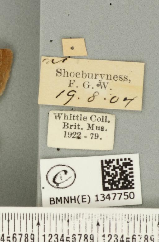 Triodia sylvina (Linnaeus, 1761) - BMNHE_1347750_label_186031