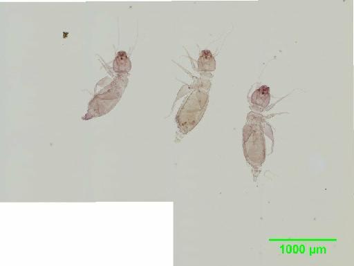 Liposcelis pubescens Broadhead & Richards, 1947 - 010150942__2016_03_17