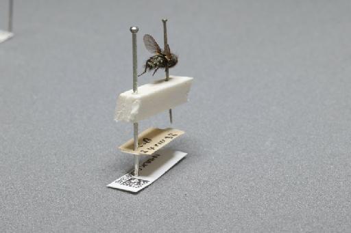 Sarcophaga (Myorhina) nigriventris Meigen, 1826 - 015091846_additional_1