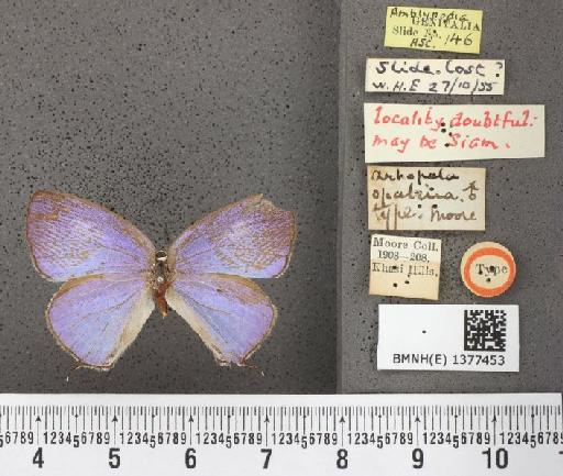 Arhopala opalina (Moore) - Arhopala opalina Moore type 1377453