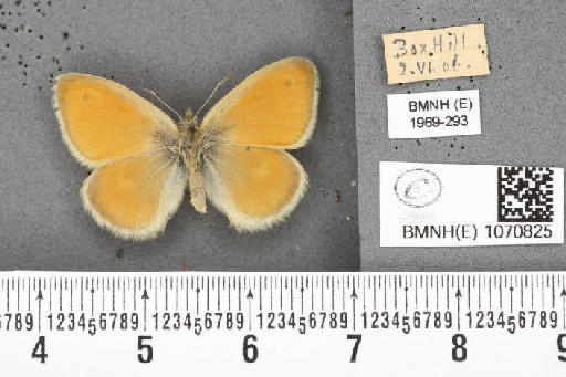 Coenonympha pamphilus (Linnaeus, 1758) - BMNHE_1070825_28067