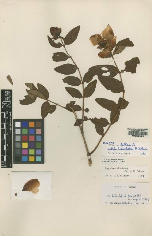 Hypericum latisepalum (N.Robson) N.Robson - BM000617570