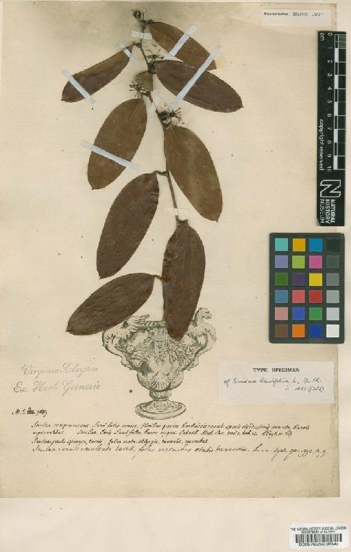 Smilax laurifolia L. - BM000576259