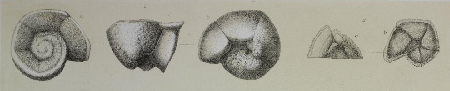 To NHMUK collection (Pulvinulina micheliniana d'Orbigny; NHMUK:ecatalogue:3093060)