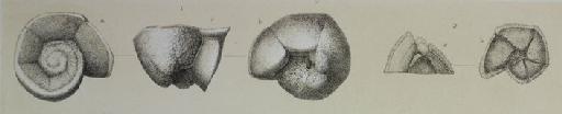 Pulvinulina micheliniana d'Orbigny - ZF2228_104_1_Globorotalia_truncatulinoides.jpg