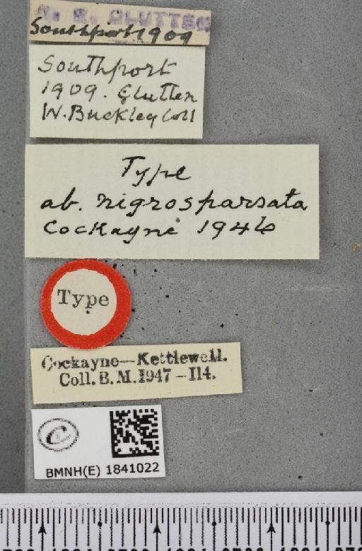 Lomaspilis marginata ab. nigrosparsata Cockayne, 1946 - BMNHE_1841022_label_419608