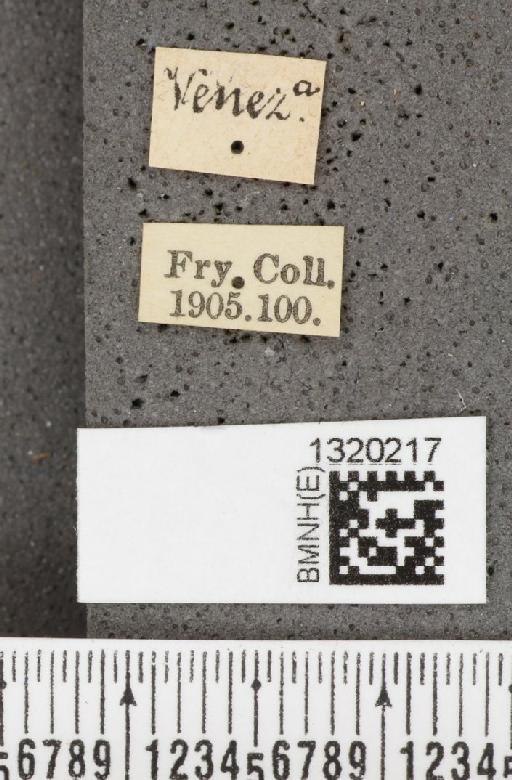 Acalymma coruscum (Harold, 1875) - BMNHE_1320217_label_21083