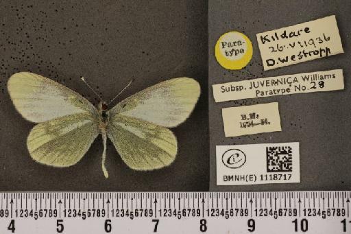 Leptidea sinapis juvernica Williams, 1946 - BMNHE_1118717_73918