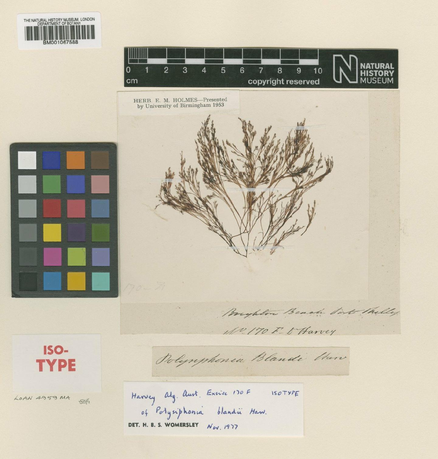 To NHMUK collection (Polysiphonia blandii Harv.; Isotype; NHMUK:ecatalogue:2302935)