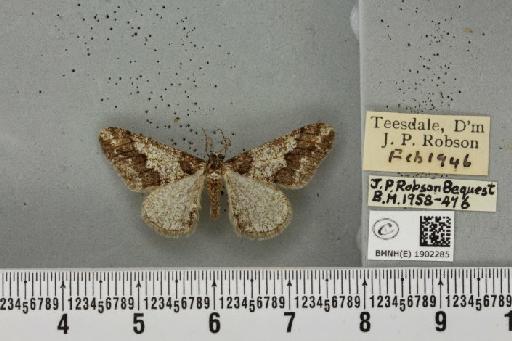 Agriopis leucophaearia (Denis & Schiffermüller, 1775) - BMNHE_1902285_462830