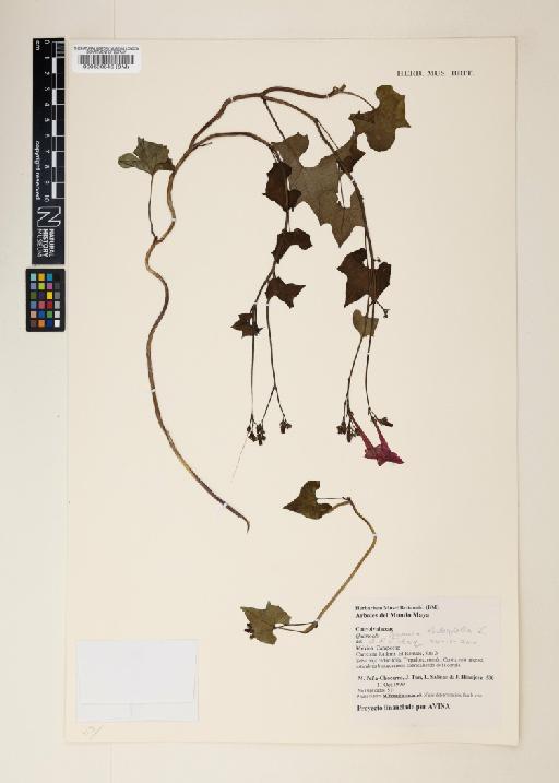 Ipomoea hederifolia L. - 000590646