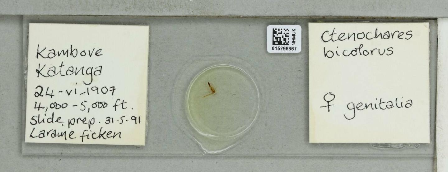 Ctenochares bicolorus thumbnail