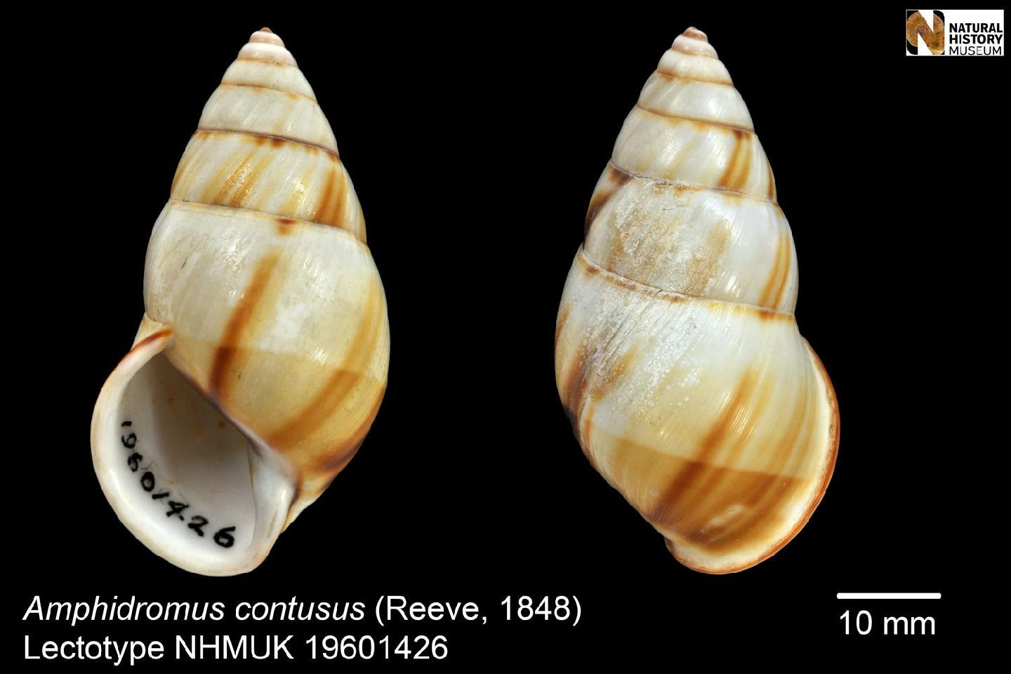 To NHMUK collection (Bulimus contusus Reeve, 1848; Lectotype; NHMUK:ecatalogue:2458878)