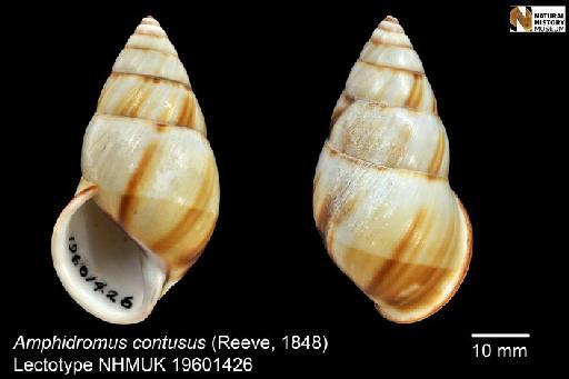 Bulimus contusus Reeve, 1848 - 19601426, Lectotype, Bulimus contusus Reeve, 1848,