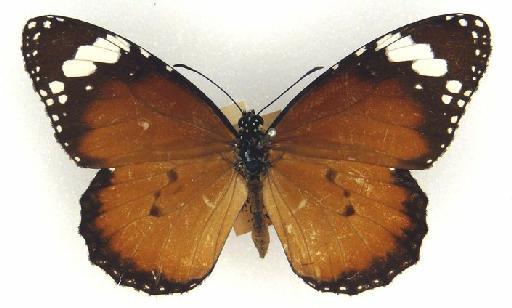 Danaus (Anosia) chrysippus (Linnaeus, 1758) - Danaus chrysippus (L.) 1054823