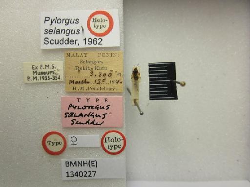 Pylorgus selangus Scudder, 1962 - Pylorgus selangus-BMNH(E)1340227-Holotype female dorsal & labels 1