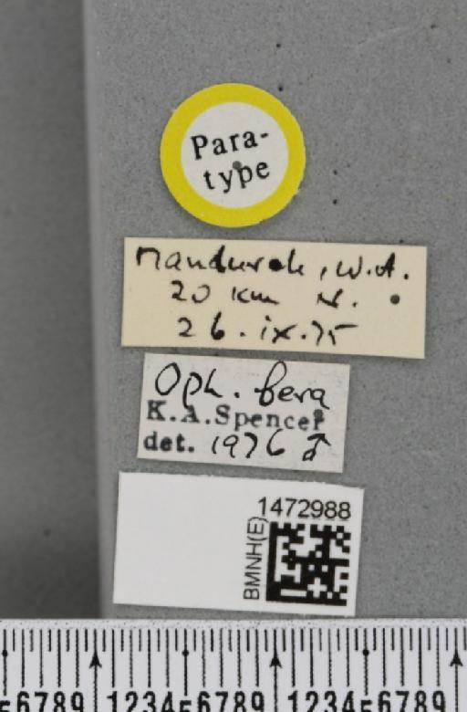 Ophiomyia fera Spencer, 1977 - BMNHE_1472988_label_47374